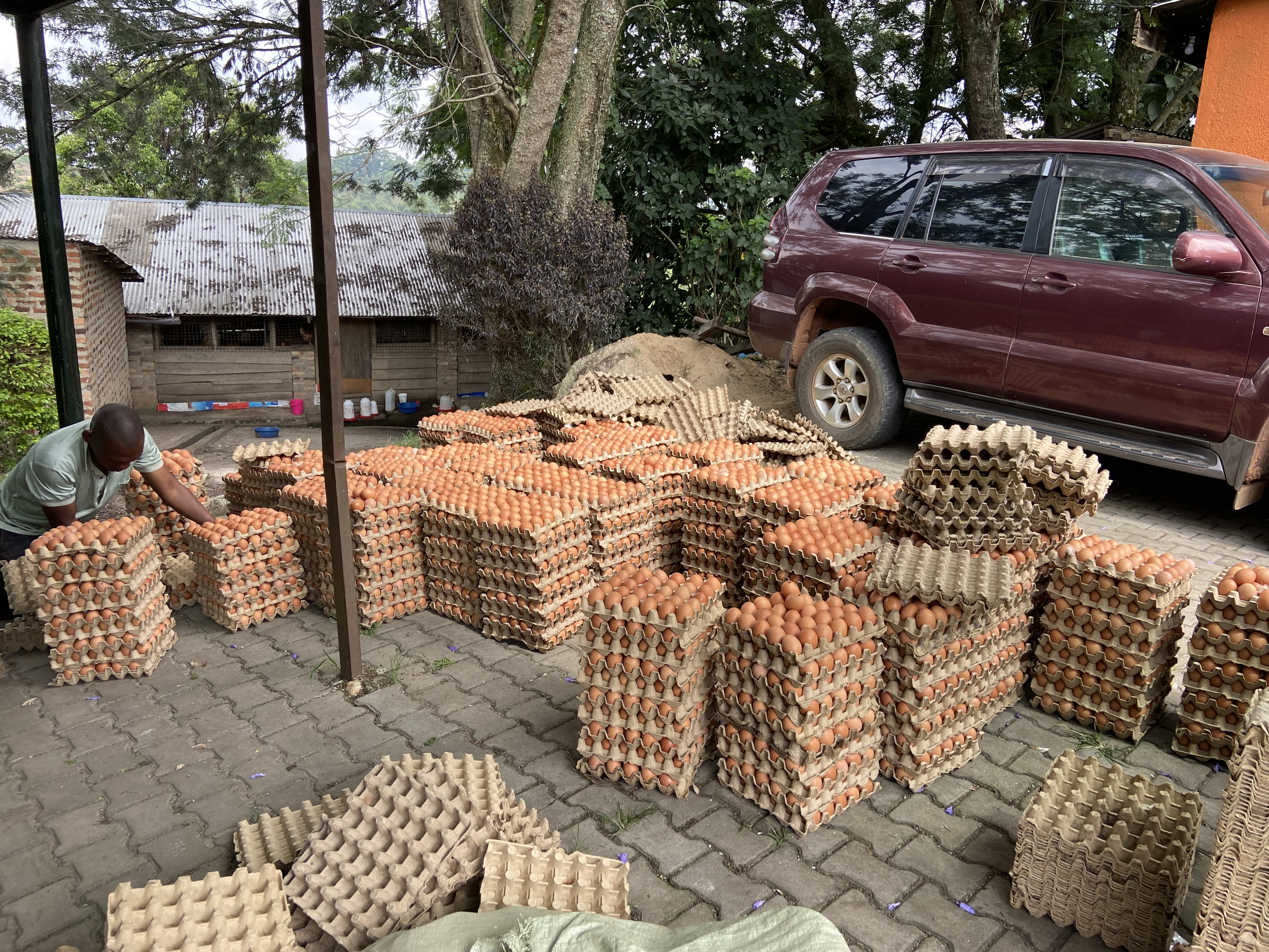 TESIFA Sustainable Farm in western Uganda transforms agriculture. We use regenerative methods to build healthy soil, enhance climate resilience, and ensure sustainable food production for our community.